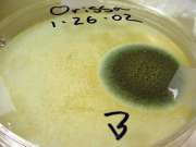 green mold on agar